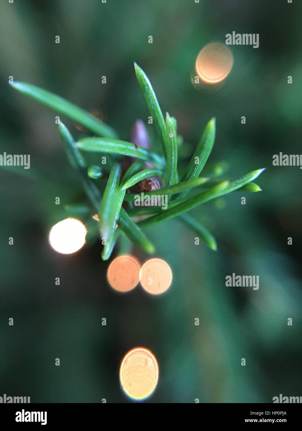 Weihnachtsbaum-Nahaufnahme Stockfoto