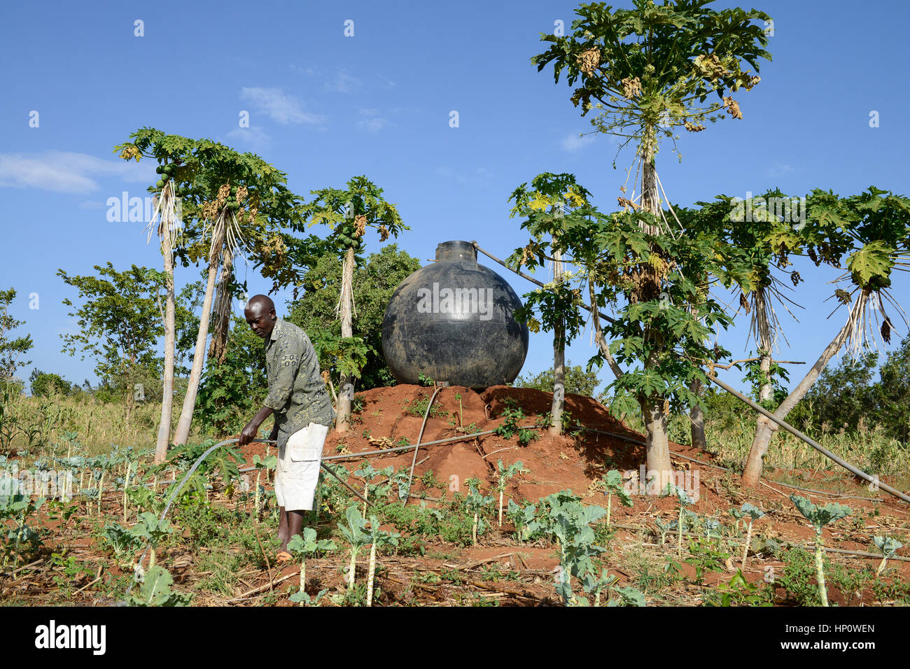 KENYA, Mount Kenya Ost, Region Süd Ngariama, Bauer bewässert Neu gepflanzter Gemüsepflanzen, hinter Kunststoff Wassertank für die Bewässerung Stockfoto