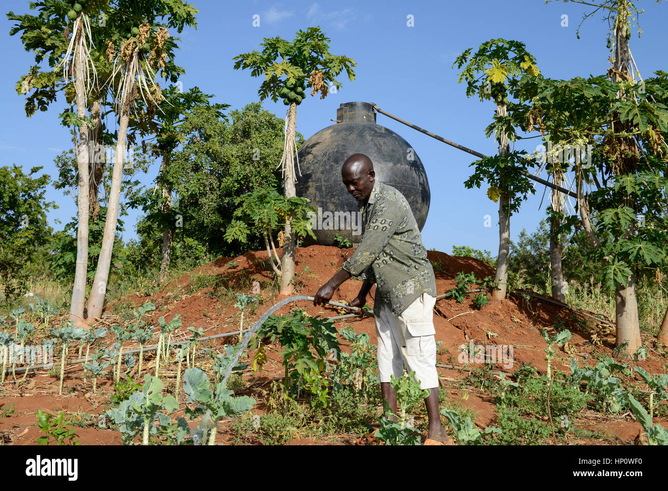 KENYA, Mount Kenya Ost, Region Süd Ngariama, Bauer bewässert Neu gepflanzter Gemüsepflanzen, hinter Kunststoff Wassertank für die Bewässerung Stockfoto