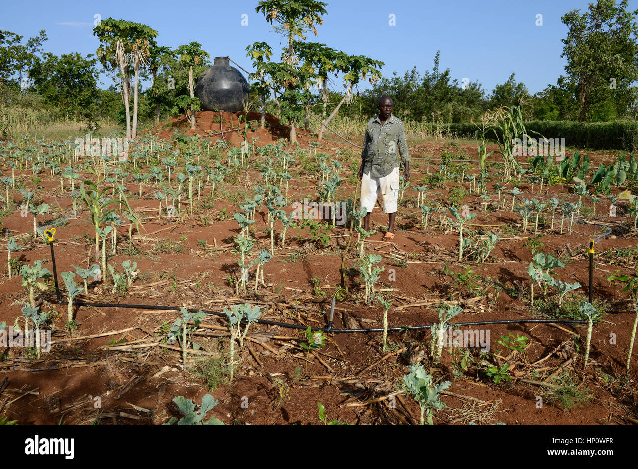 KENYA, Mount Kenya Ost, Region Süd Ngariama, Bauer bewässert Neu gepflanzter Gemüsepflanzen mit Sprinkleranlage, Mischkultur, intercropping Stockfoto