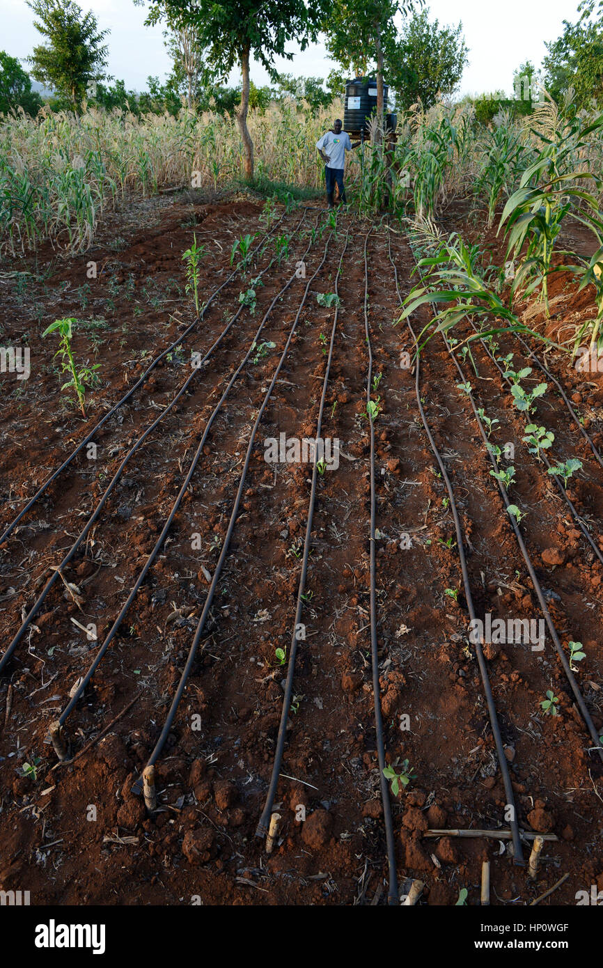 KENYA, Mount Kenya Ost, Region Süd Ngariama, Projekt wasser Teiche und Tropfbewässerung bei Dürre Zeiten Stockfoto