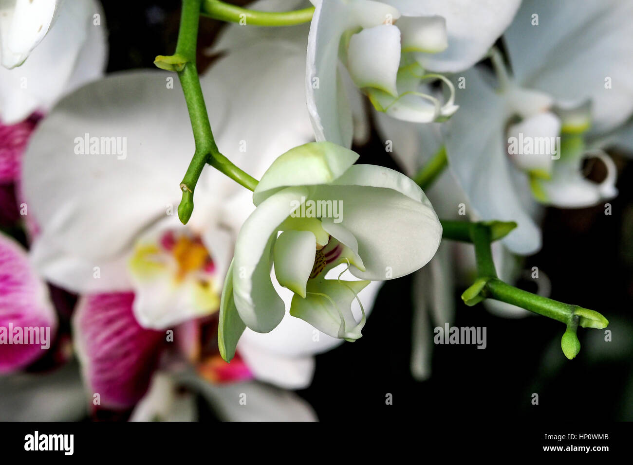 Orchideen in Kew Gardens Stockfoto