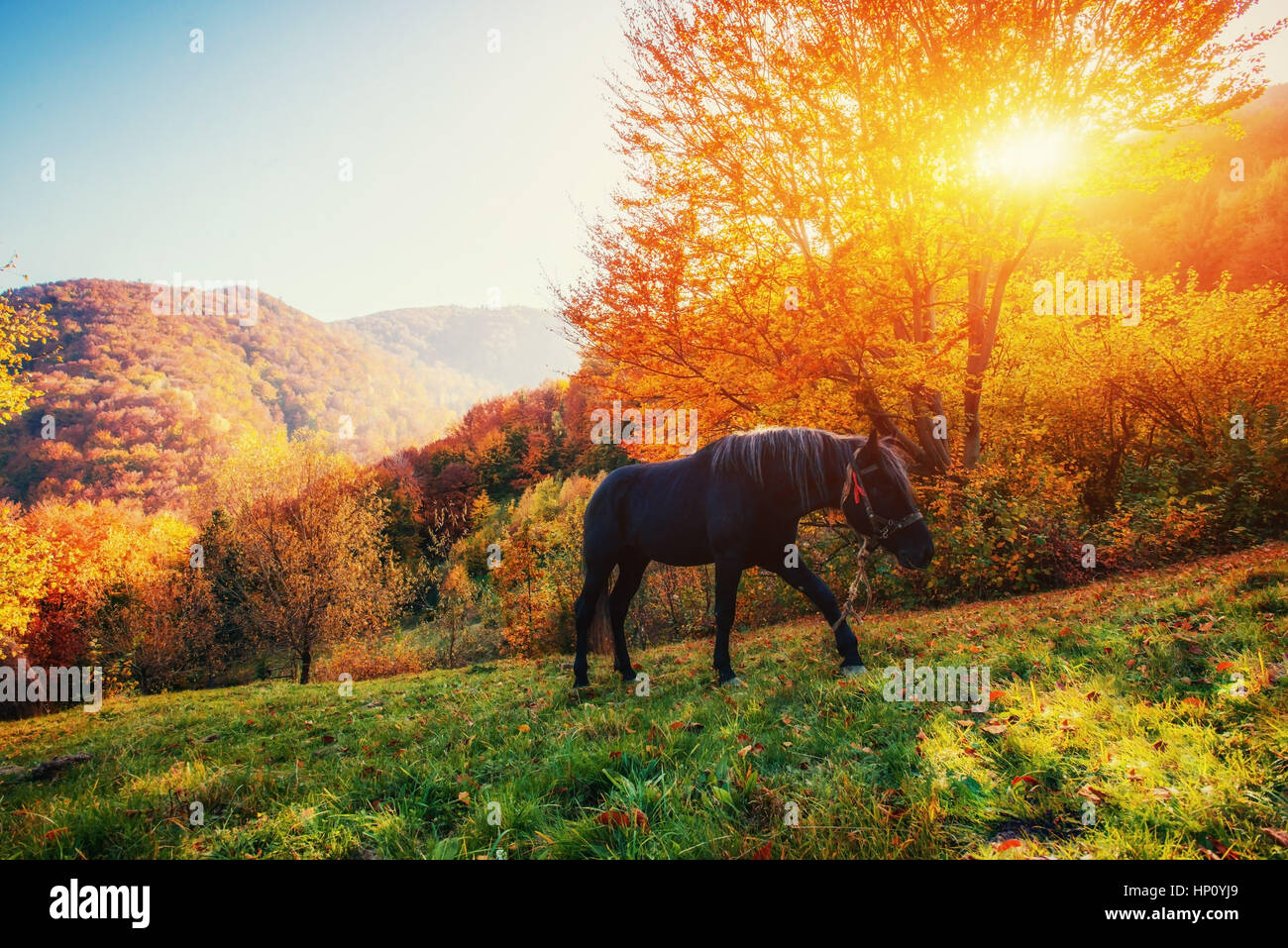 Schwarzes Pferd in Bergen. Karpaten. Ukraine, Europa Stockfoto