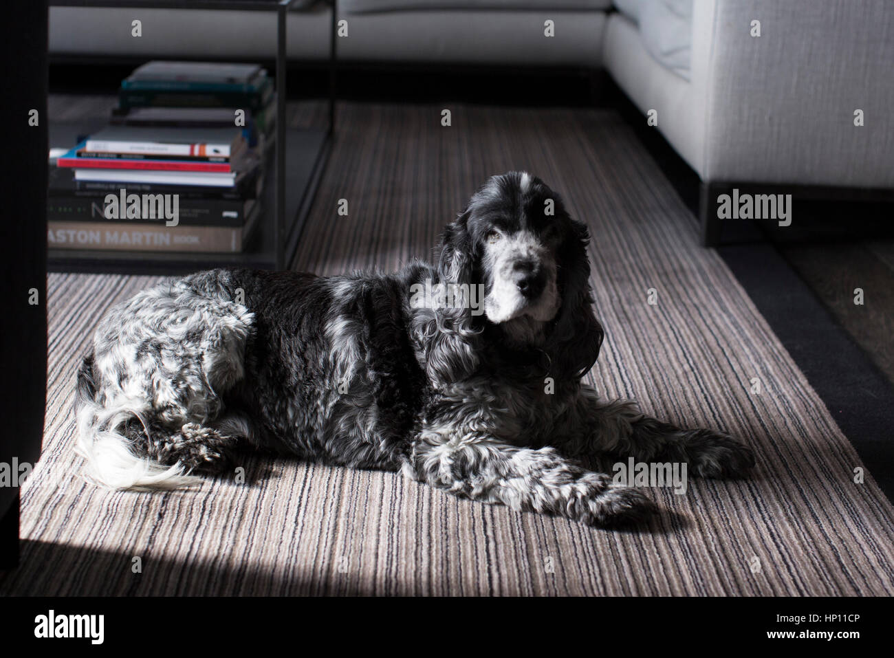 Hund auf Teppich im Wohnzimmer liegen Stockfoto