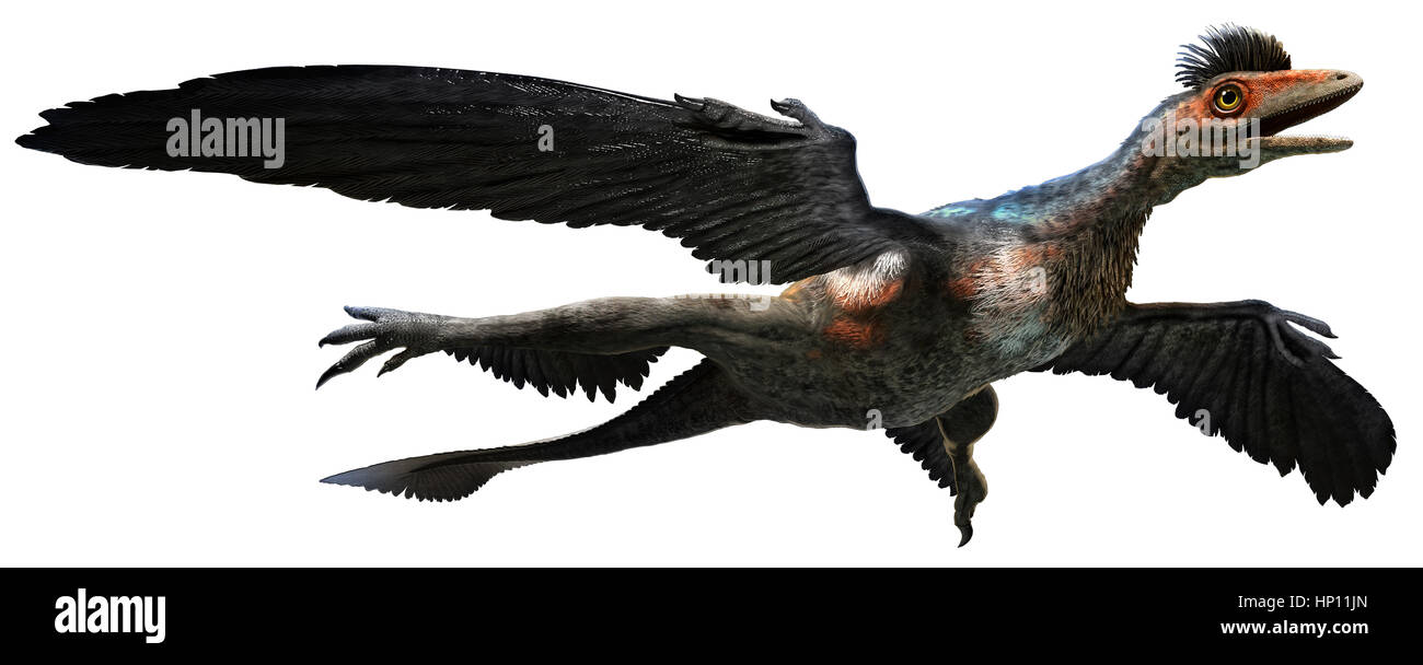 Microraptor Stockfoto