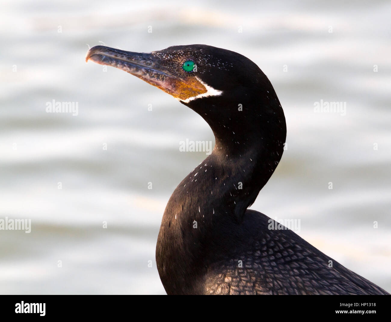 Porträt der Neotropis Kormoran, Long-tailed Kormoran Stockfoto