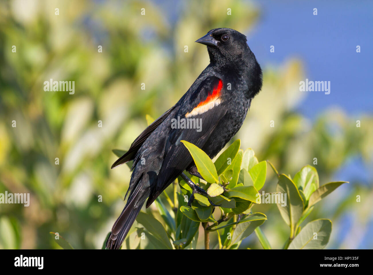 Malered - winged blackbird (Agelaius phoeniceus) singen auf den blauen Himmel Hintergrund Stockfoto