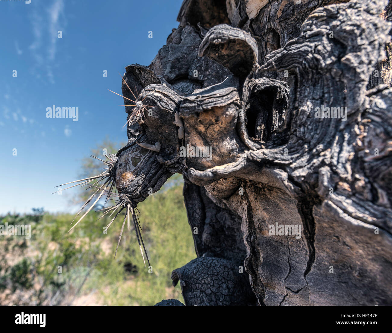 Saguaro-Kaktus aus nächster Nähe zu sterben Stockfoto