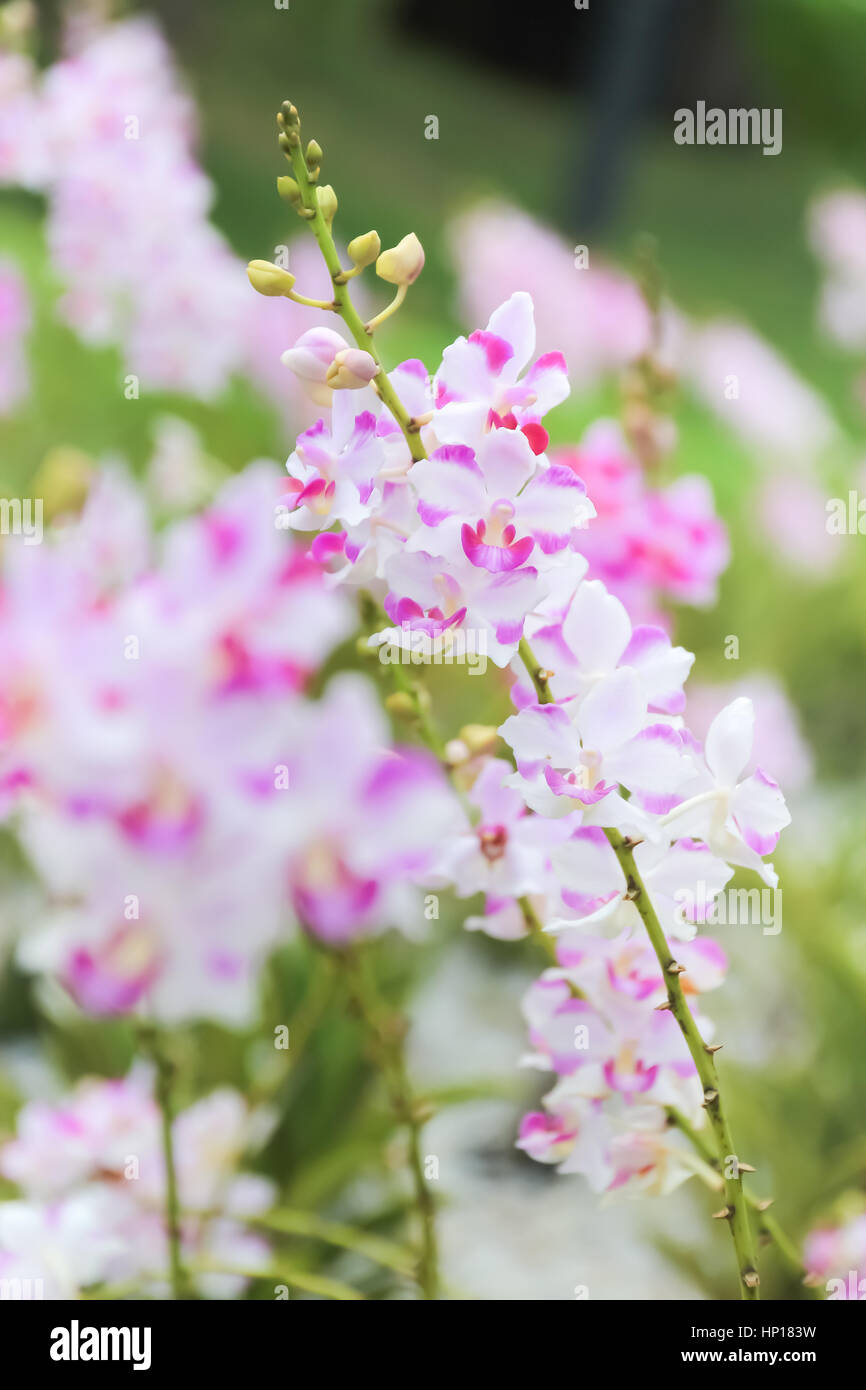 Leise Focusl rosa und weißen Orchideen im Garten Stockfoto