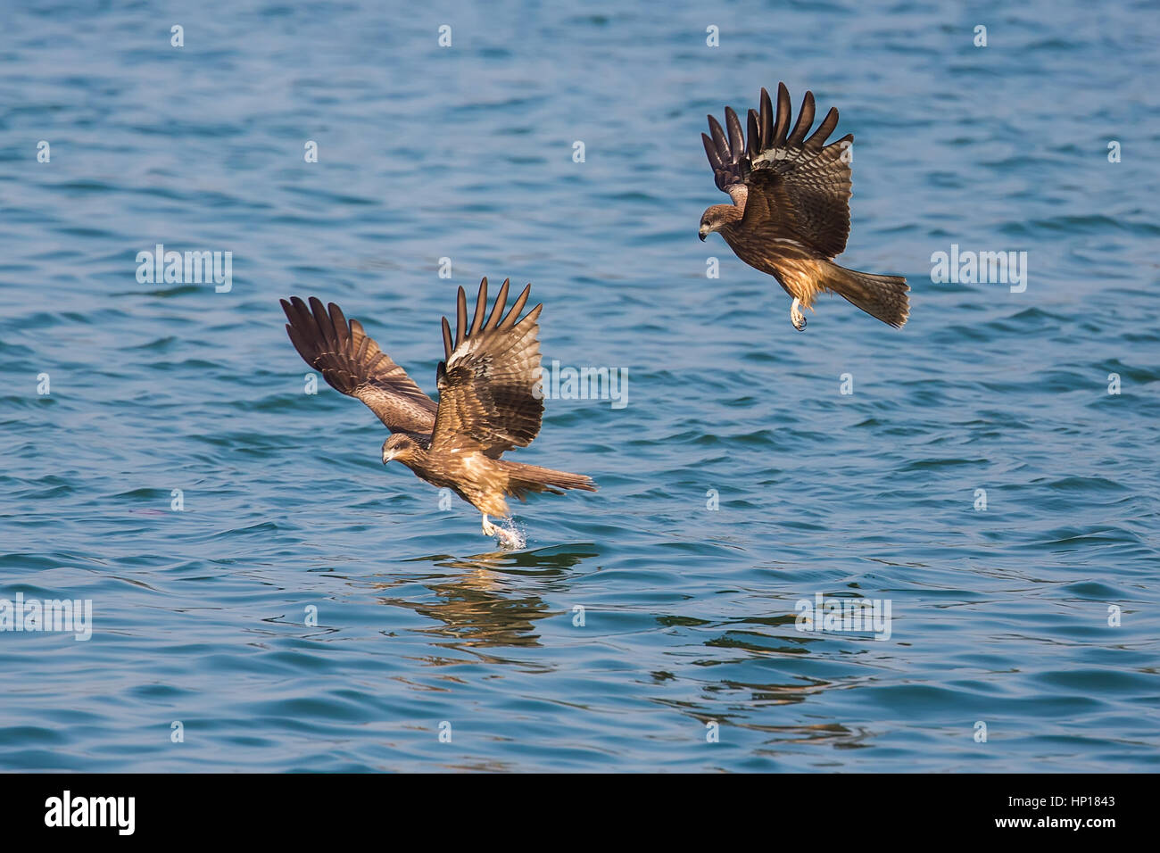 Zwei Schwarzmilan Abholung Essen vom Meer Stockfoto