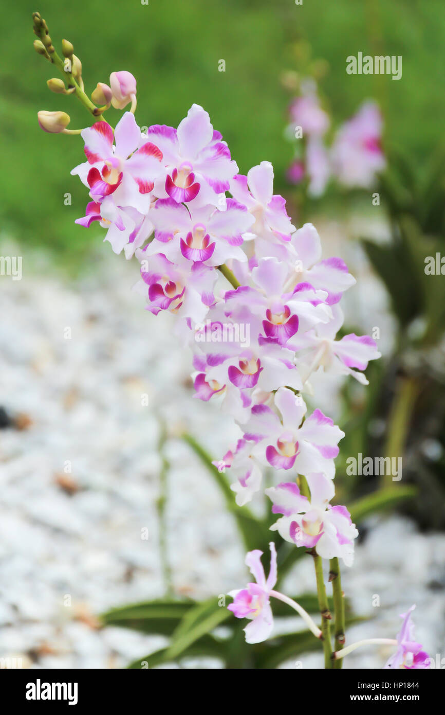 Leise Focusl rosa und weißen Orchideen im Garten Stockfoto