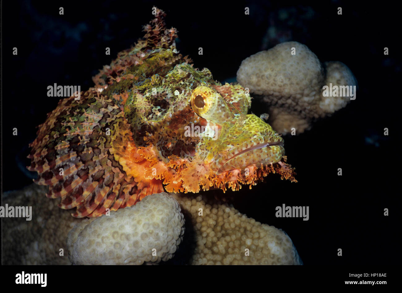 Ein rotes bärtige Drachenköpfe (Scorpaenopsis Barbata): einen getarnten Hinterhalt Raubtier, das für die Verteidigung, hoch giftige Stacheln hat. Ägyptischen Roten Meer. Stockfoto