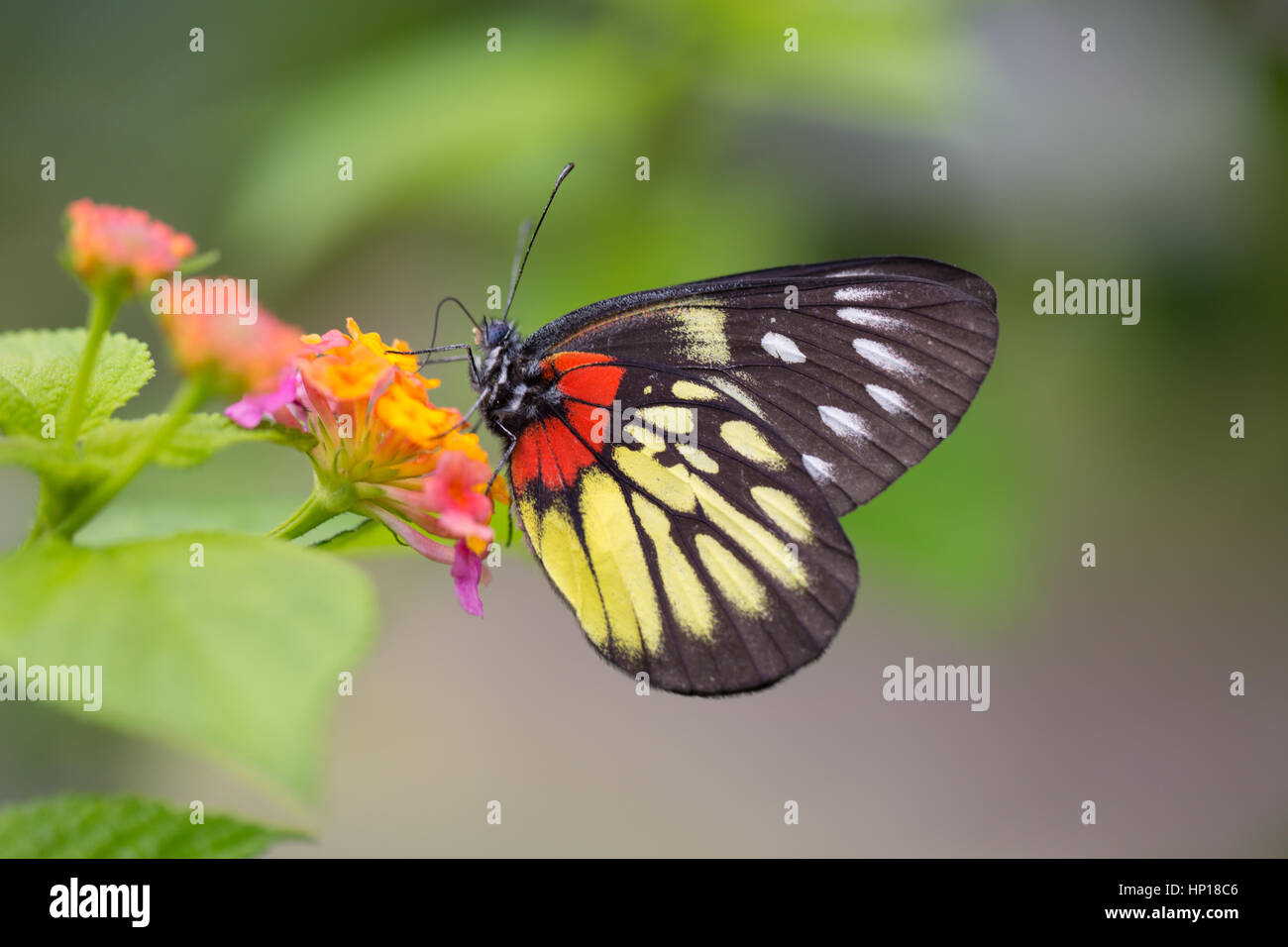 Rot-Base Jezebell (Delias Pasithoe Pasithoe) Schmetterling Stockfoto