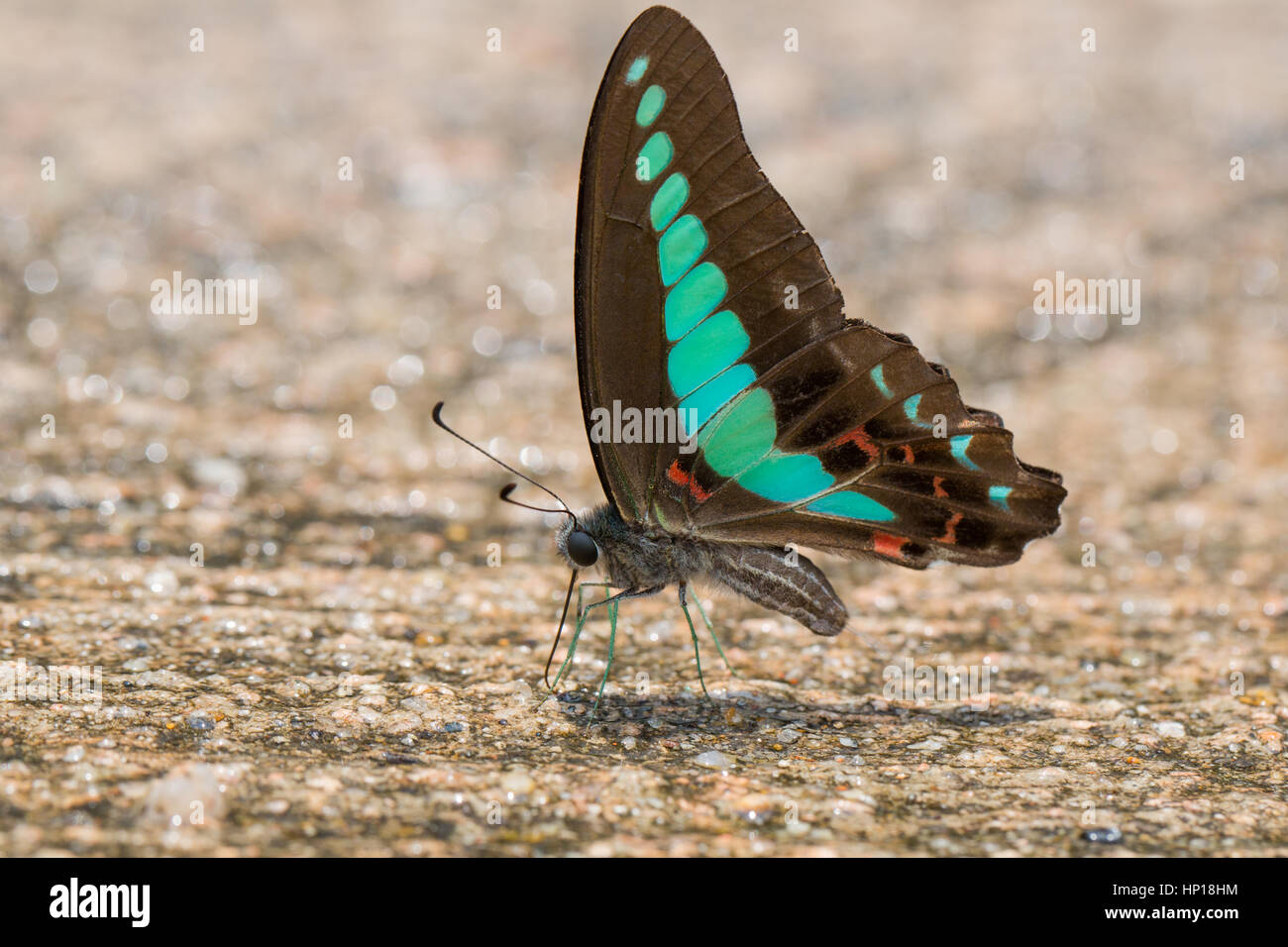 Gemeinsame Zusammenarbeit (Graphium Sarpedon) Schmetterling Stockfoto