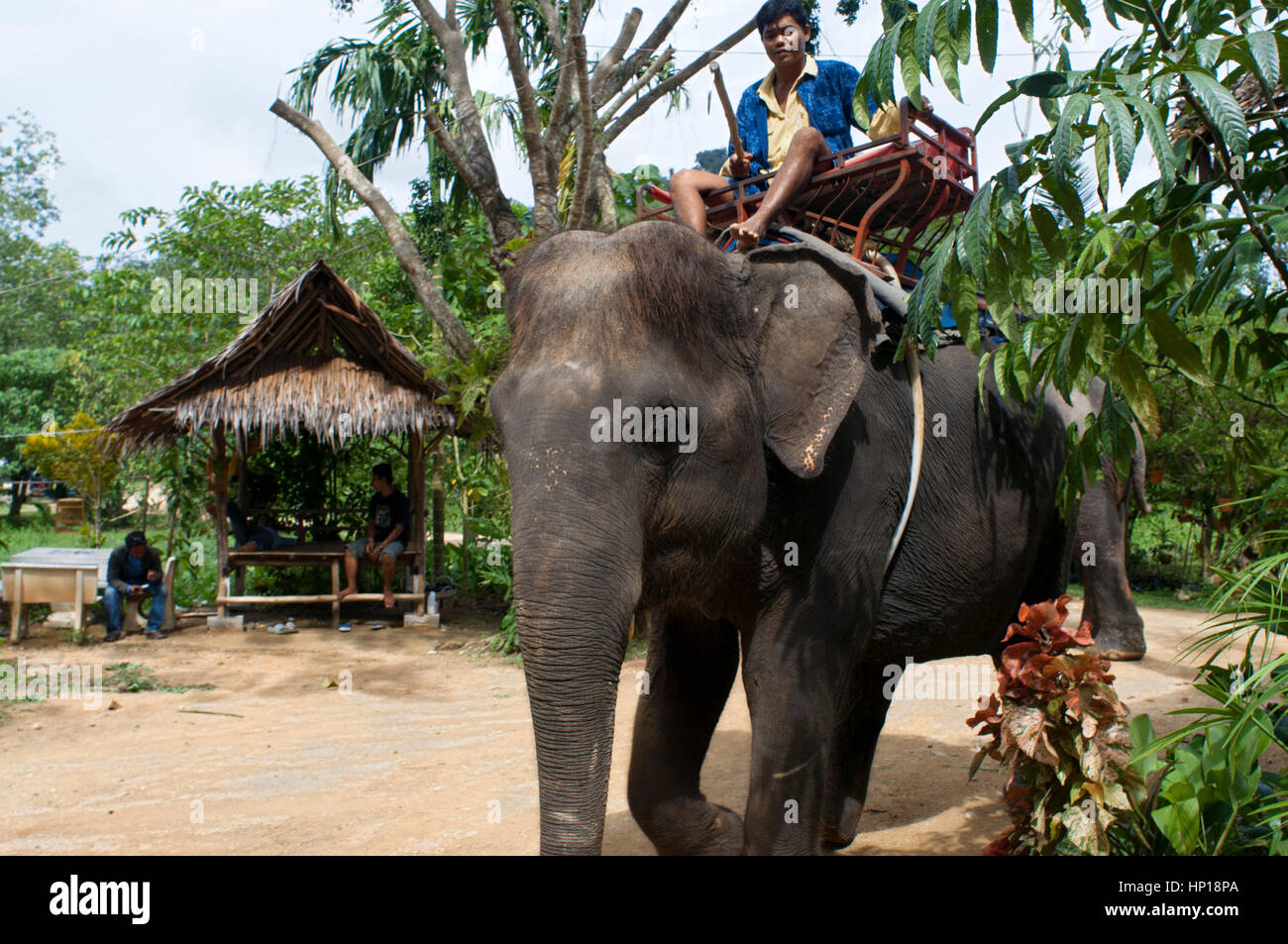 Elefantenreiten im Gummibaum Wald. Krabi. Thailand, Asien. Krabi Natur Elefanten-Trekking & River Camp. Elefanten-Camp ist nur eine 7 km Autofahrt entfernt Stockfoto
