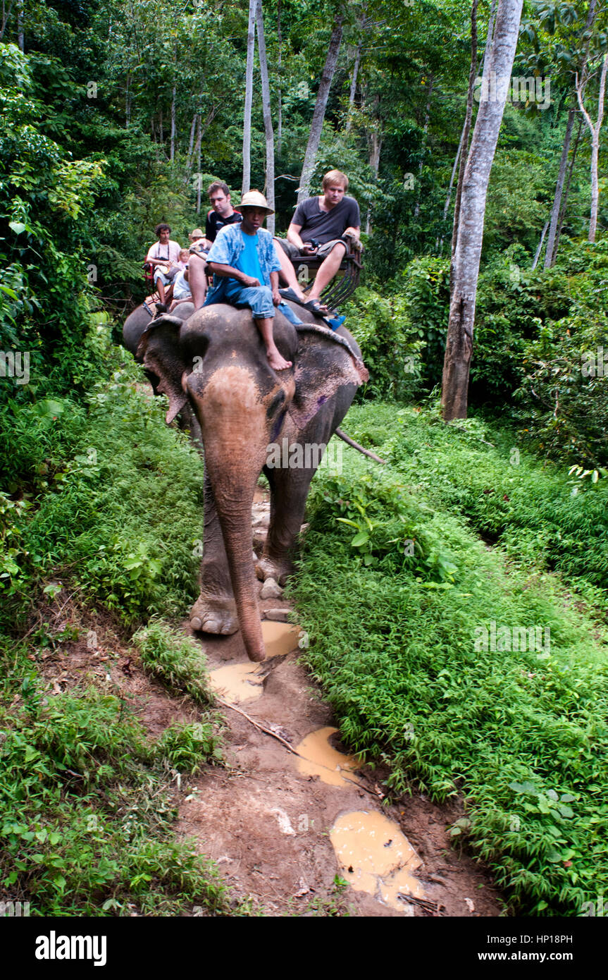 Elefantenreiten im Gummibaum Wald. Krabi. Thailand, Asien. Krabi Natur Elefanten-Trekking & River Camp. Elefanten-Camp ist nur eine 7 km Autofahrt entfernt Stockfoto