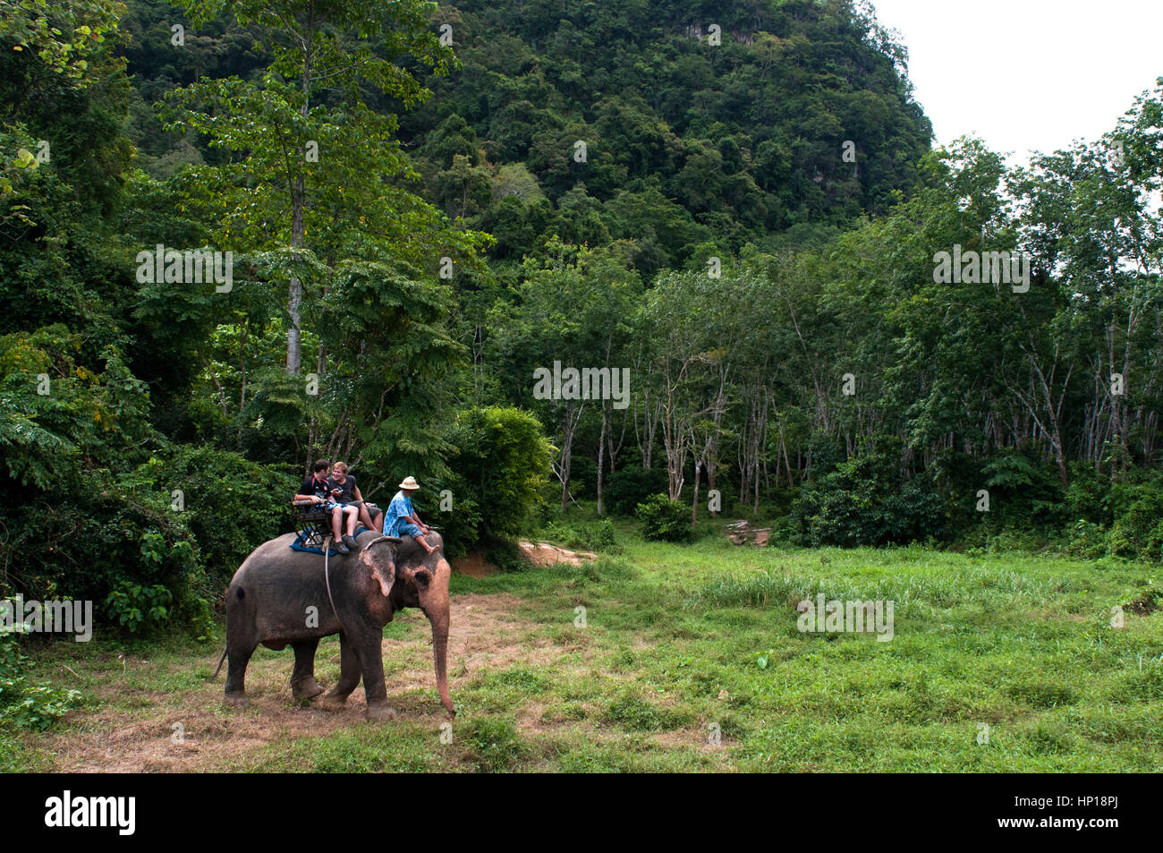 Elefantenreiten im Gummibaum Wald. Krabi. Thailand, Asien. Krabi Natur Elefanten-Trekking & River Camp. Elefanten-Camp ist nur eine 7 km Autofahrt entfernt Stockfoto