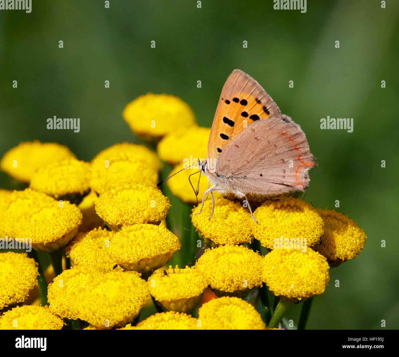 Kleine Kupfer Nectaring auf Rainfarn Blüten. Hurst Park, West Molesey Surrey, UK. Stockfoto