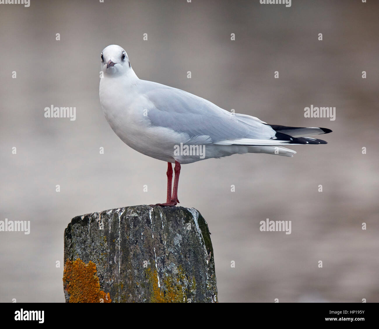 Lachmöwe (Winterkleid) an der Themse. Hurst Park, West Molesey Surrey, UK. Stockfoto