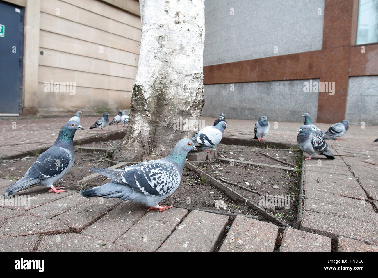 Stoke City Council verbringt mehr als jede Behörde außerhalb Londons auf taube Schädlingsprobleme. Stoke-on-Trent, Staffordshire, 17. Februar 2017 Stockfoto