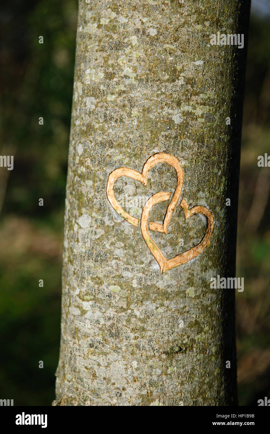 Ineinander verschlungene Herzen schneiden in die Rinde der jungen Esche, wurde das frisch während des Winters mit einer scharfen Kinfe und nur in die oberste Schicht der Rinde geschnitten. Stockfoto
