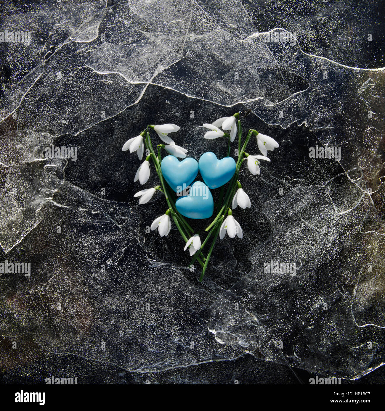 Snopdrop Blumen und drei blaue Herzen auf dünnen Blechen aus gestoßenem Eis. Die blauen Herzen bestehen aus Fimo vom Fotografen. Stockfoto