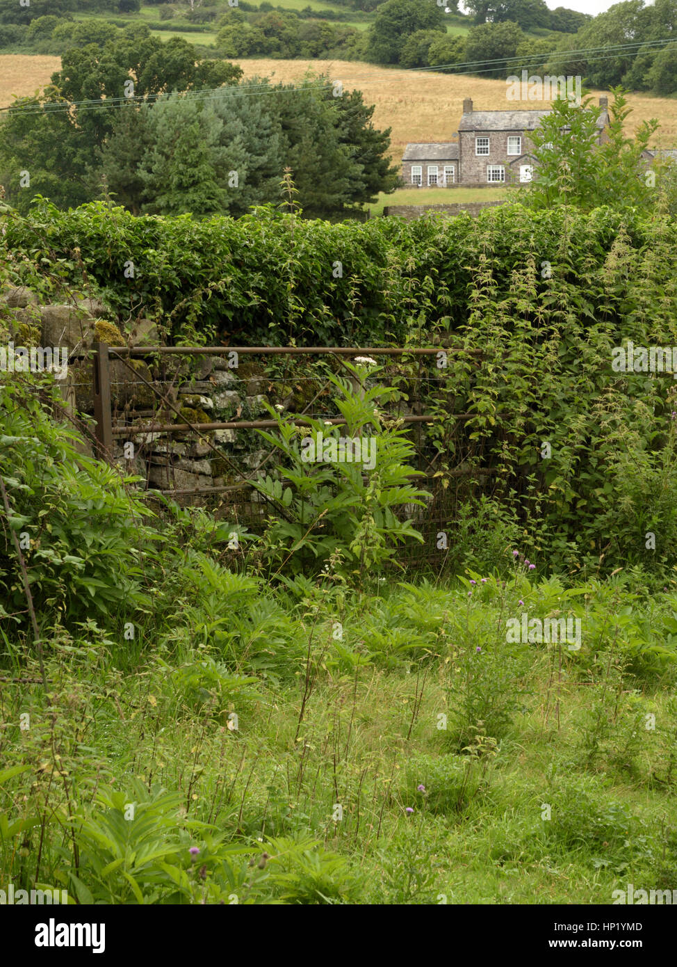 Zwerg-Holunder, Sambucus Ebulus wächst durch eine Feld-Wand Stockfoto