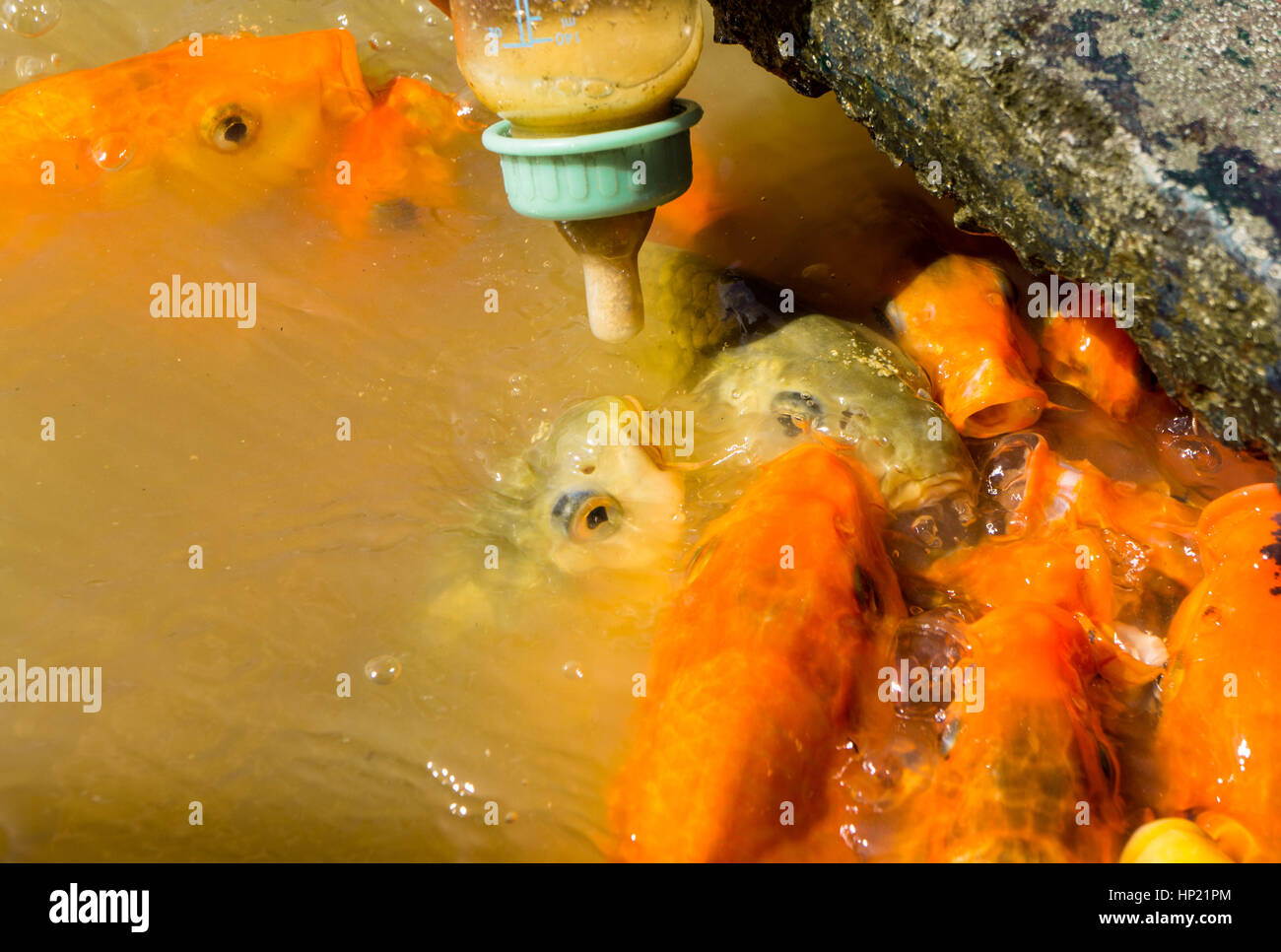 hungrige Schule der Fische isst aus einer Flasche. viele Fische im