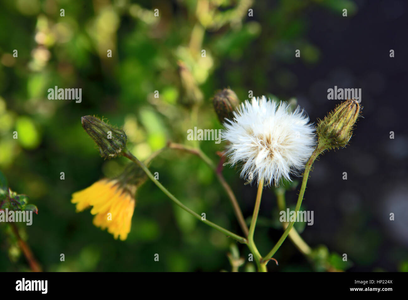Crepis in verschiedenen Stadien: Pusteblumen zeigt die Windborne Samen, der Blüte Kopf geöffnet und der Blüte Kopf geschlossen. Oft verwechselt als Löwenzahn. Stockfoto