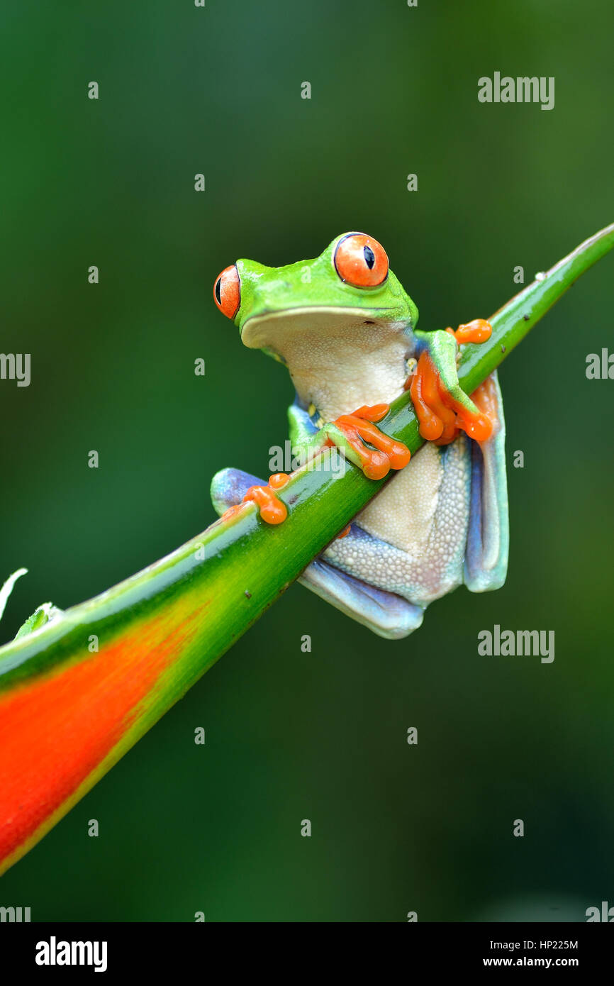 Red-eyed Laubfrosch im Regenwald von Costa Rica Stockfoto