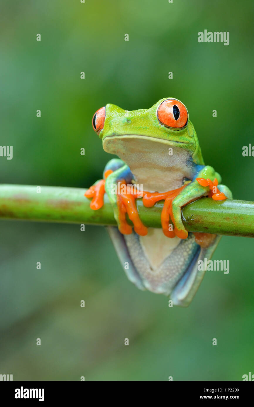 Red-eyed Laubfrosch im Regenwald von Costa Rica Stockfoto