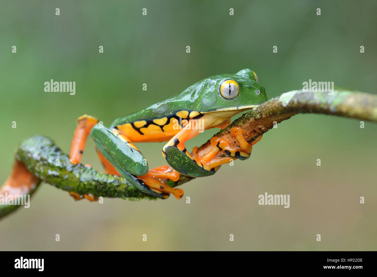 Eine seltene herrliche Blatt Frosch im Tieflandregenwald Costa Rica Stockfoto