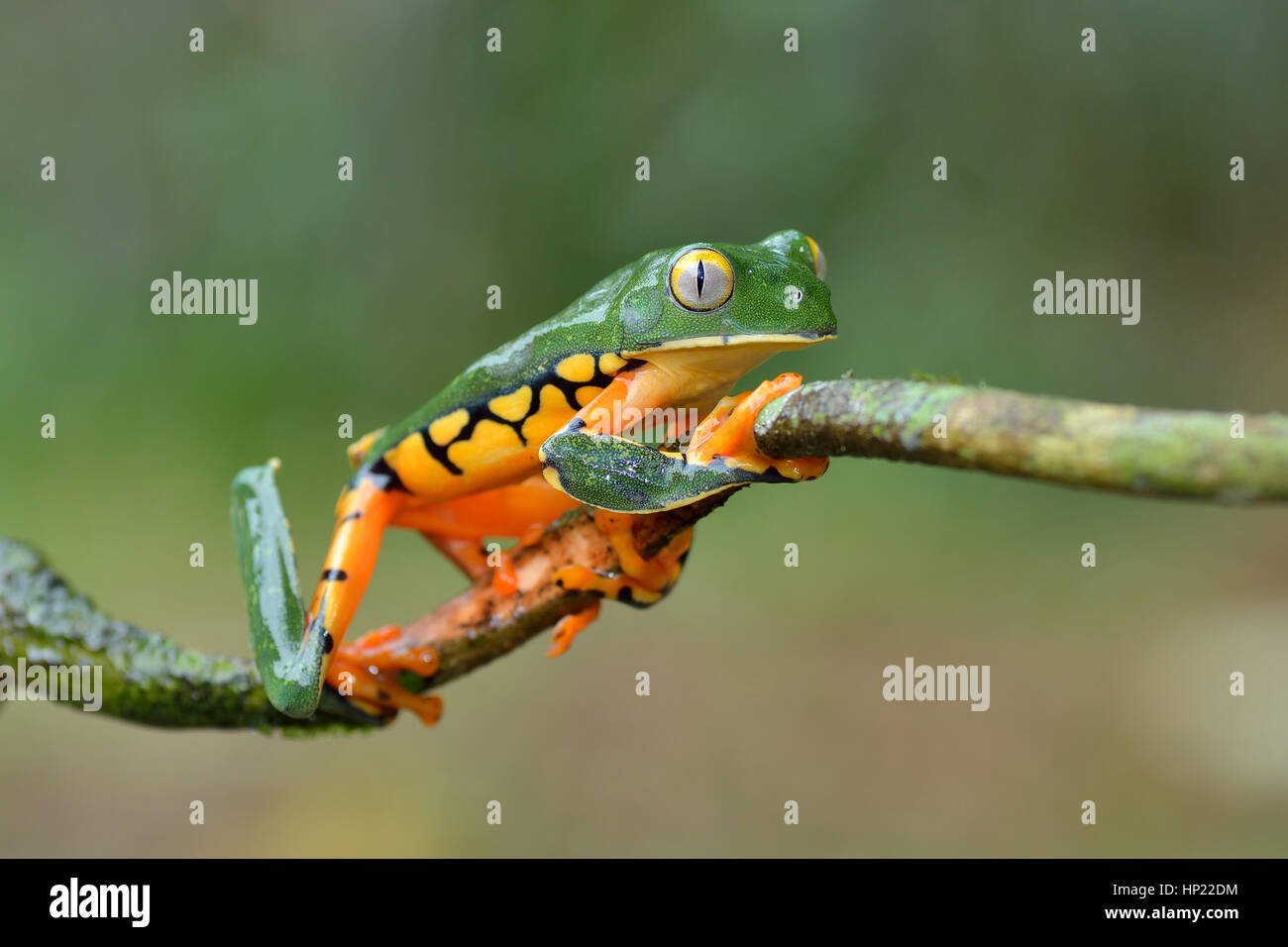 Eine seltene herrliche Blatt Frosch im Tieflandregenwald Costa Rica Stockfoto