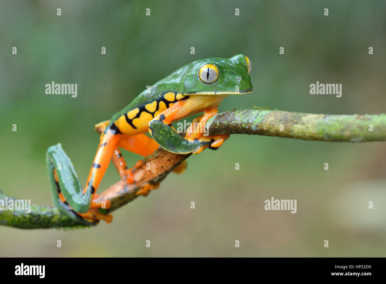 Eine seltene herrliche Blatt Frosch im Tieflandregenwald Costa Rica Stockfoto