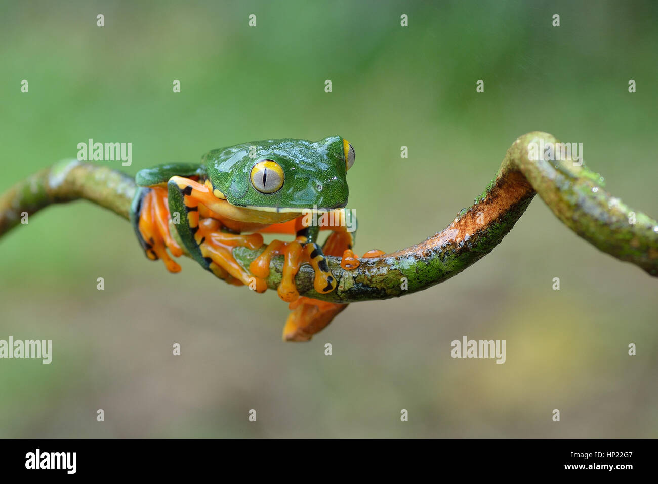 Eine seltene herrliche Blatt Frosch im Tieflandregenwald Costa Rica Stockfoto