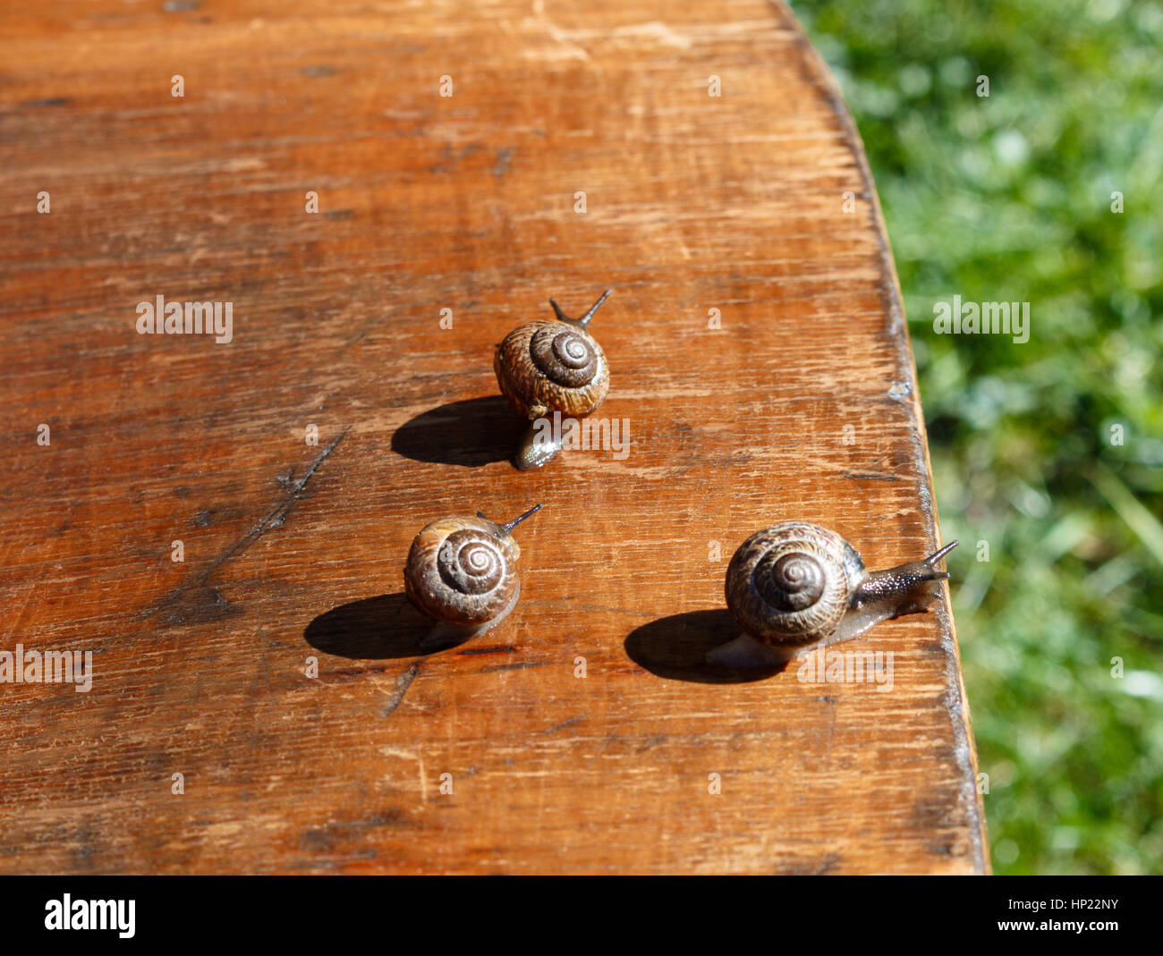 Familie von Schnecken auf einem Stuhl unter der Sonne. Stockfoto