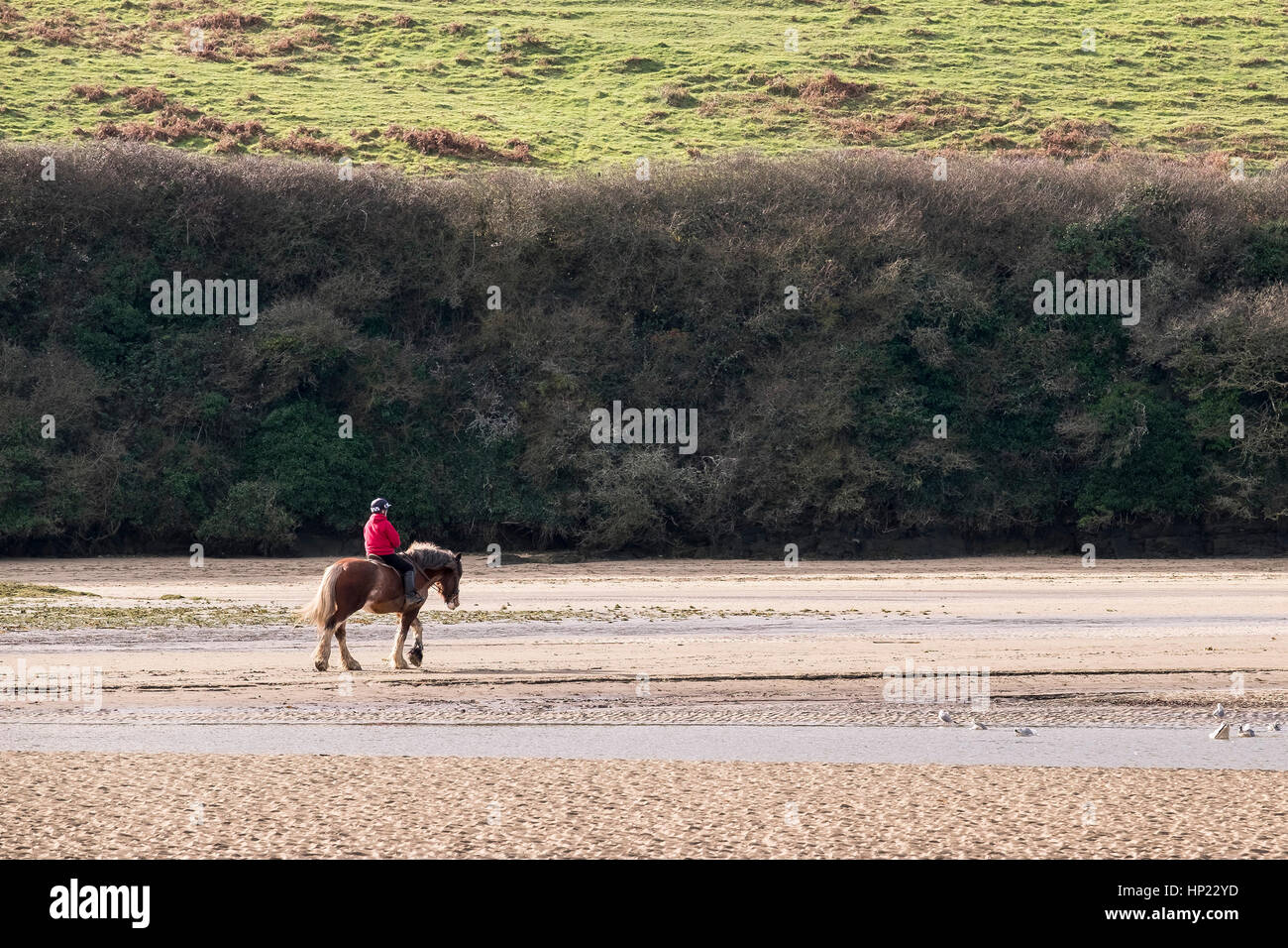 Ein Reiter auf einem Pferd am Strand des Gannel Mündung bei Ebbe. Newquay, Cornwall, England, UK. Stockfoto