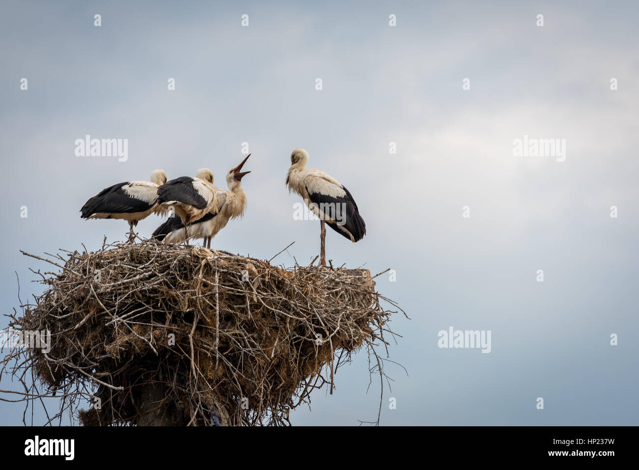 Storch mit Baby-Vögel im Nest. Sommer, blauer Himmel. Storch. Stockfoto