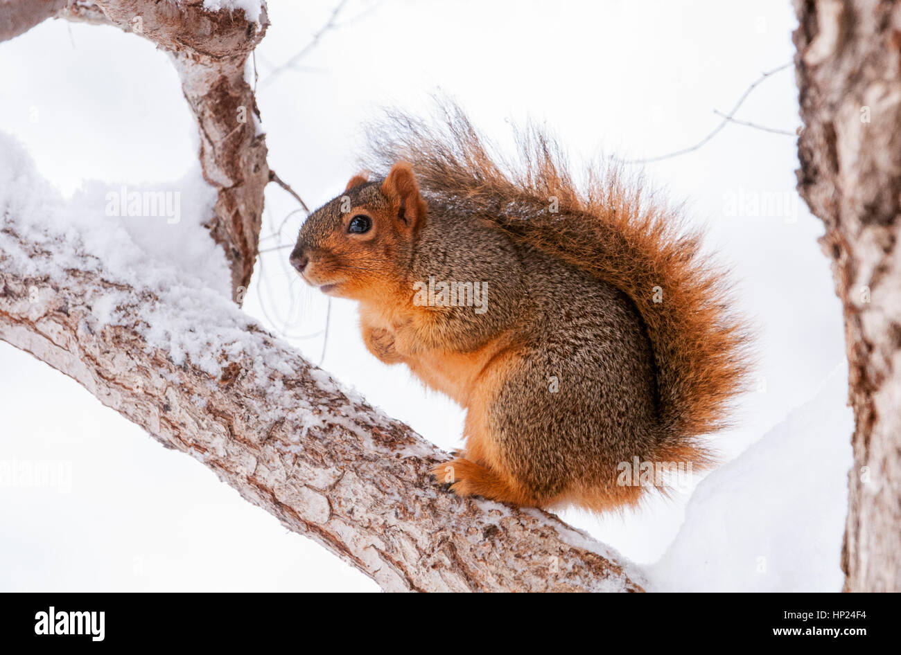 Östlichen Fuchs, Eichhörnchen, IDaho Stockfoto