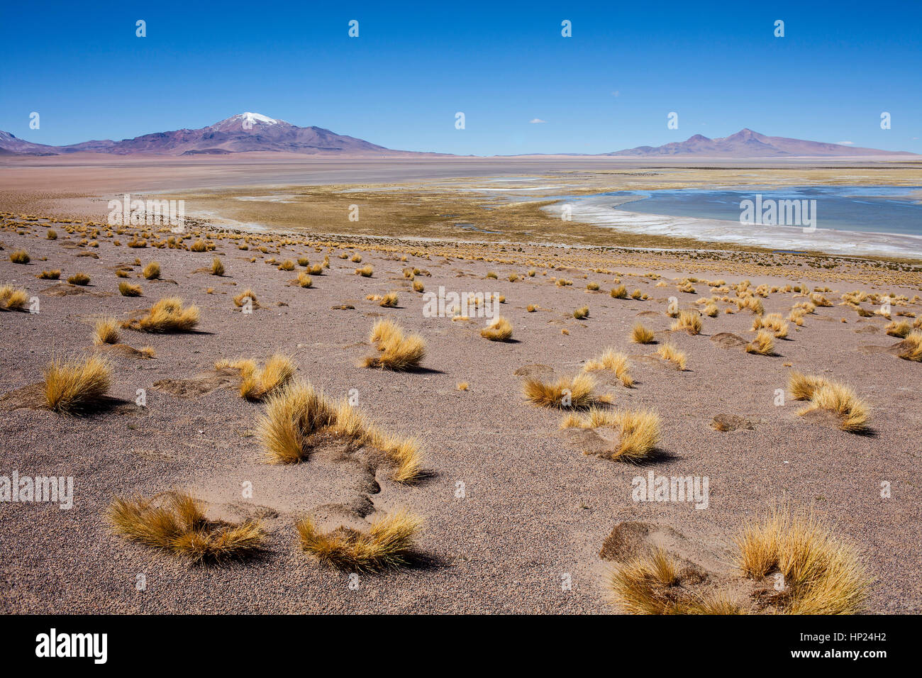 Salar de Tara, Salzebenen, Altiplano, Puna, Atacama Wüste. Region Antofagasta. Chile Stockfoto