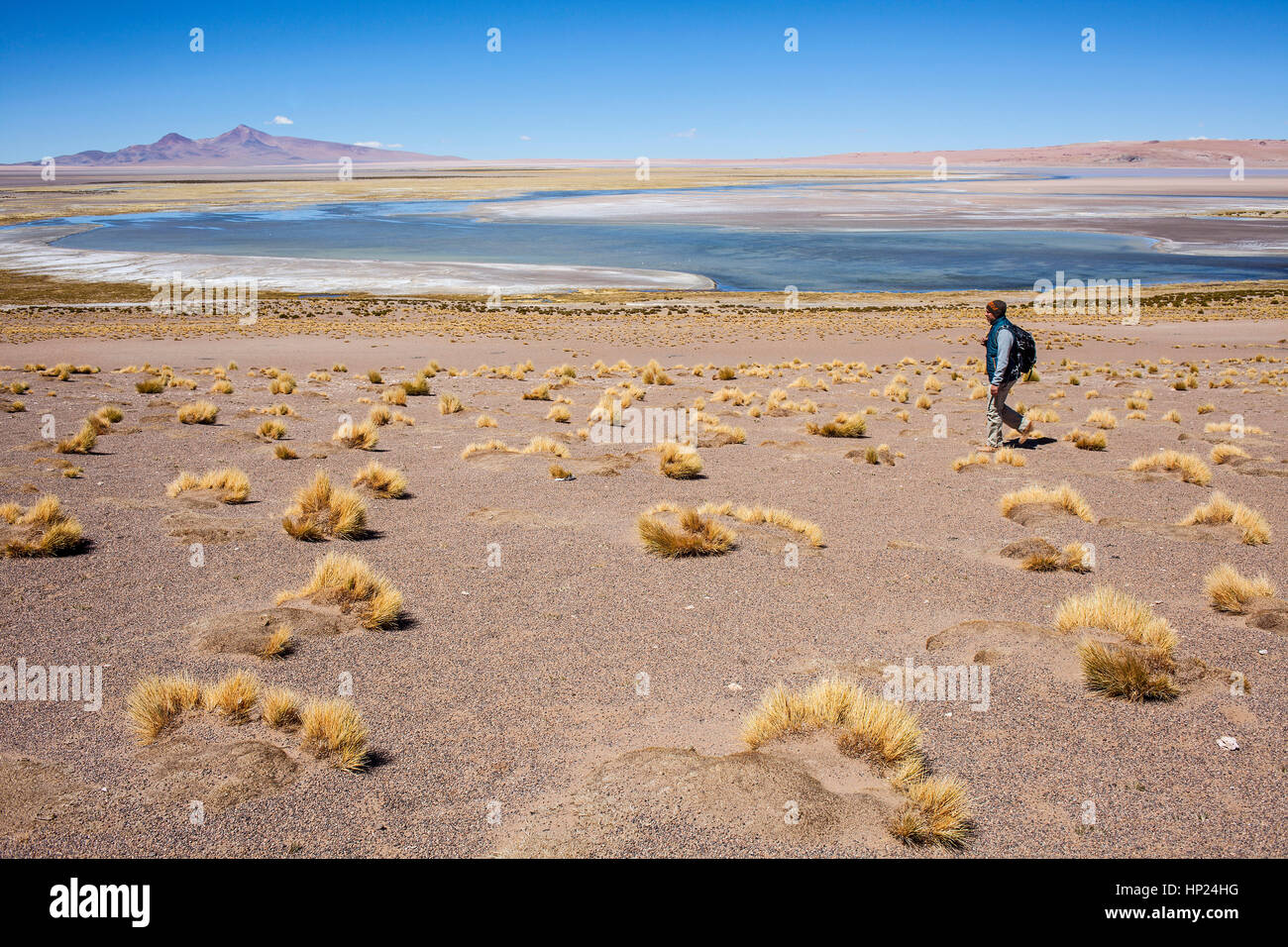 Salar de Tara, Salzebenen, Altiplano, Puna, Atacama Wüste. Region Antofagasta. Chile Stockfoto