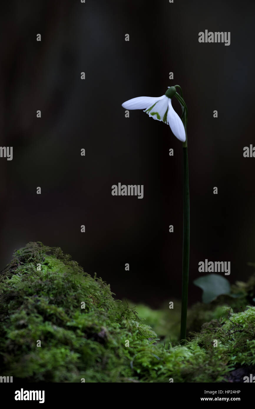 Schneeglöckchen (Galanthus) in voller Blüte im späten Winter, Vorfrühling, wachsen im Wald. Stockfoto