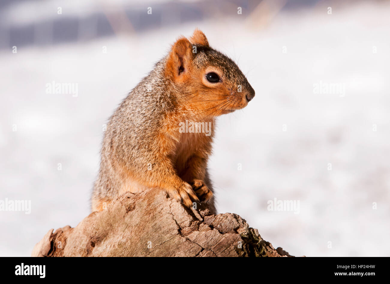 Östlichen Fuchs, Eichhörnchen, IDaho Stockfoto