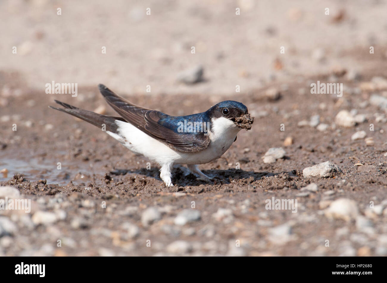 Mehlschwalbe (Delichon Urbicum) sammeln Schlamm ON A FARM TRACK für NESTBAU Stockfoto