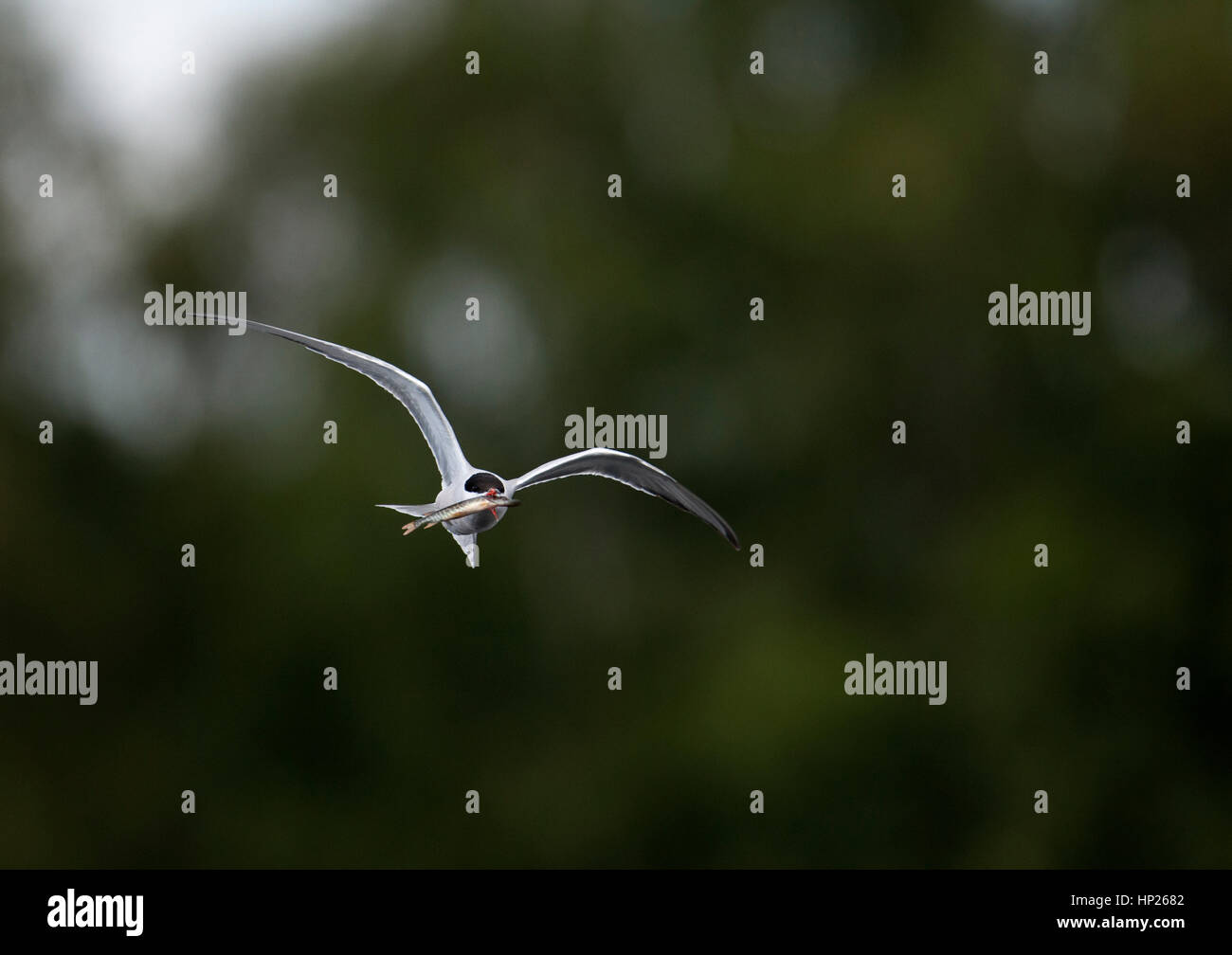 VOGEL FRISST HECHT. GEMEINSAMEN TERN FANGEN JACK HECHT ZU FEED KÜKEN Stockfoto