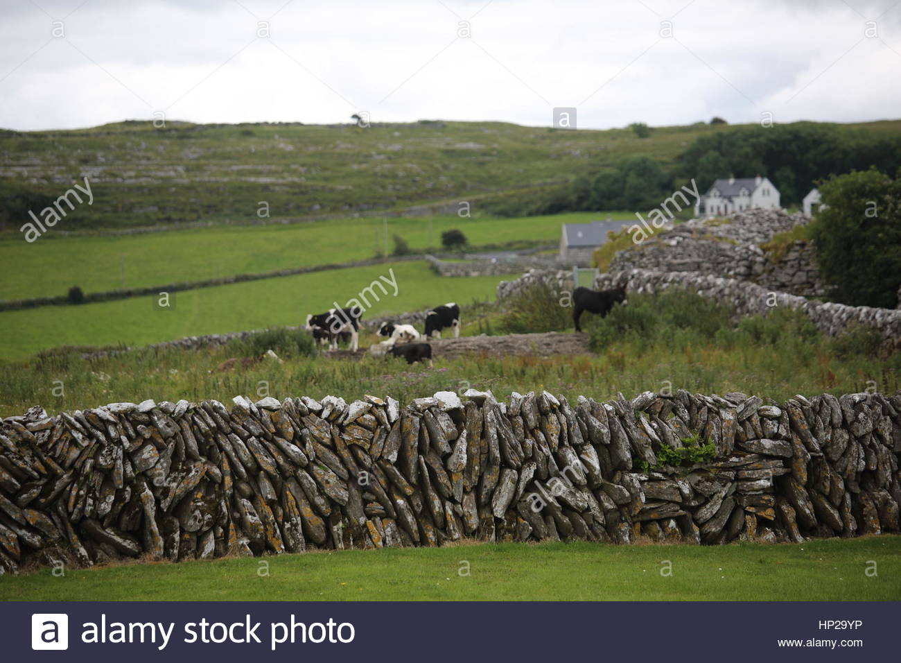 Irische Landschaft aus Stein und Wasser an der Küste in Connemara, Irland Stockfoto