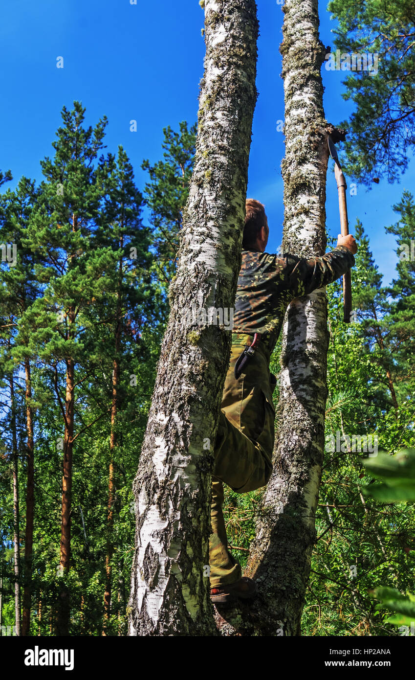 Der Mann nimmt einen Chaga Pilz aus Birke. Stockfoto