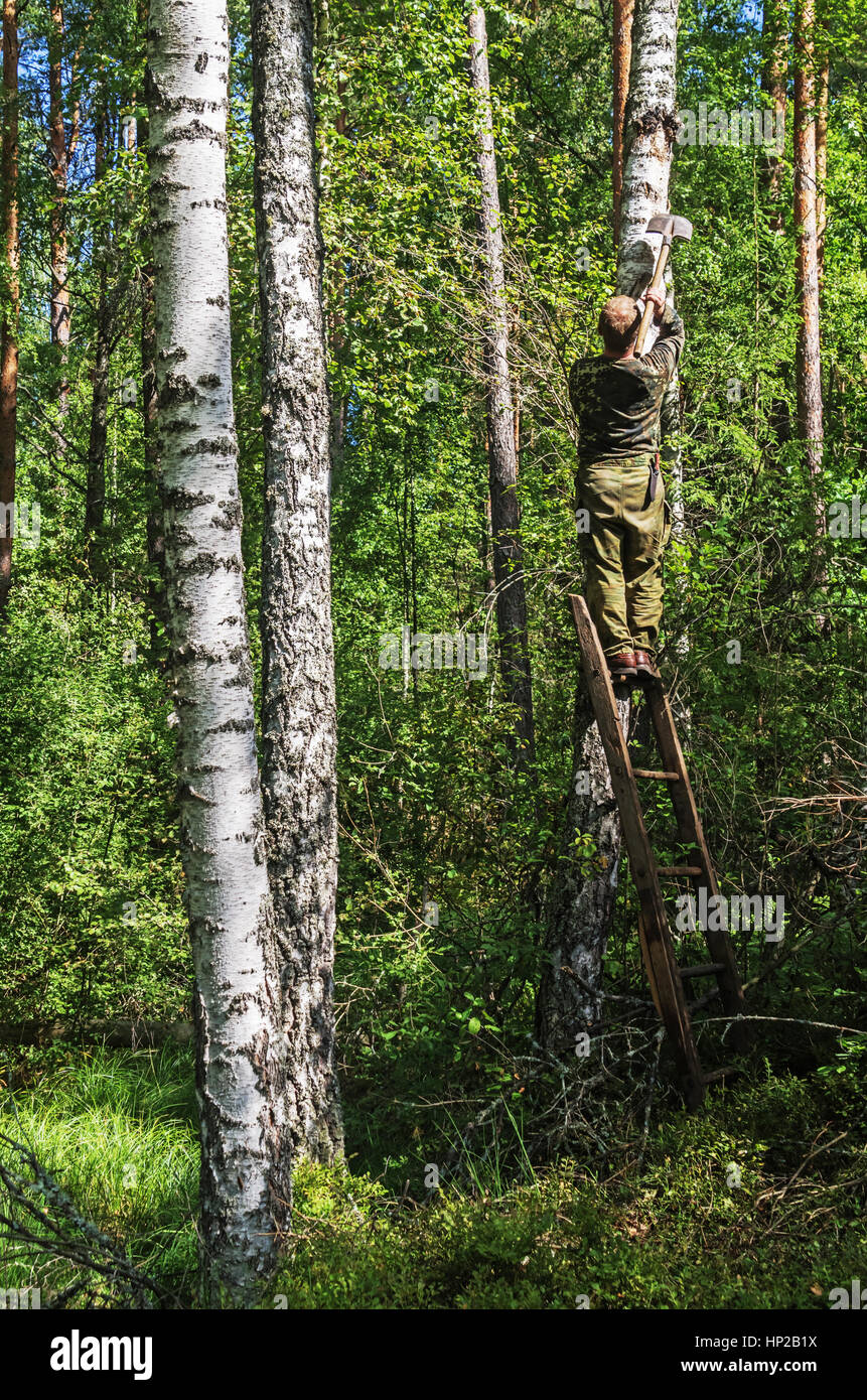 Der Mann nimmt einen Chaga Pilz aus Birke. Stockfoto