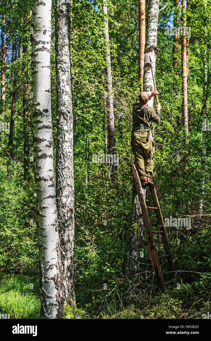 Der Mann nimmt einen Chaga Pilz aus Birke. Stockfoto