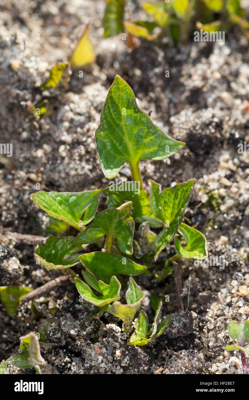 Wilder Mehl-Salat, Junge, Zarte Blätter Im Frühjahr, Blitum Bonus-Henricus, Guter Heinrich, Chenopodium Bonus-Henricus, guter Heinrich, gut-König-Hen Stockfoto